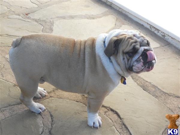 Stud Dogs - Bulldog
